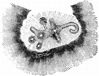 гранвиль So-called-alligator-mound-ohio.png