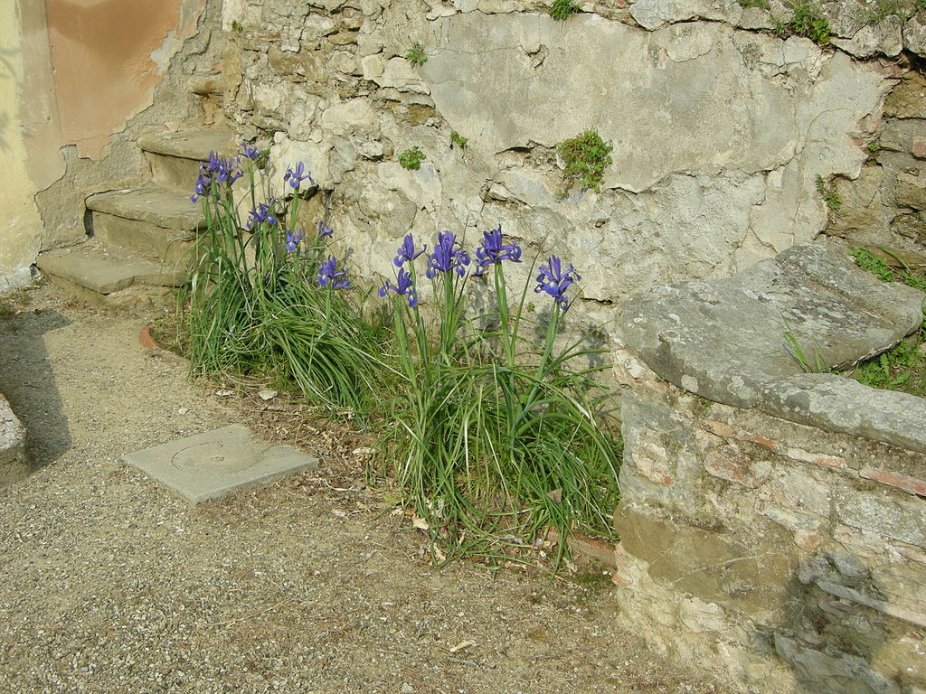 1024px-Giardino_di_villa_gamberaia,_limonaia_11.jpg