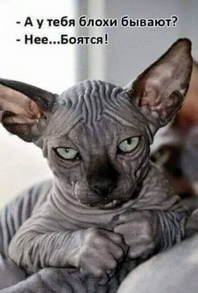 154699063_3852230421501732_6482153903757038071_n.jpg