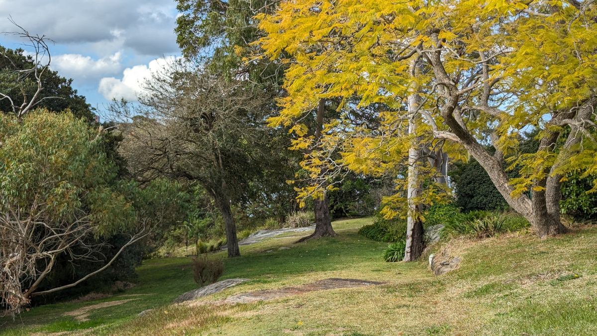 1906 Mornington Hunter’s Hill  mornington-reserve-grass-and-trees.jpg