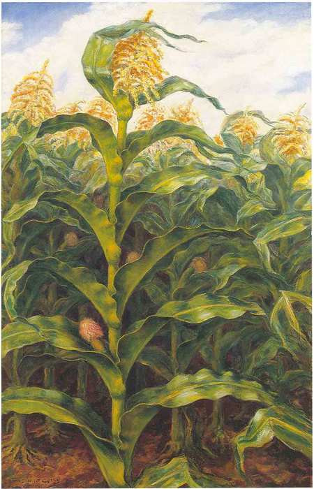 38379-kansas-cornfield-kerri-dzhon-styuart.jpg