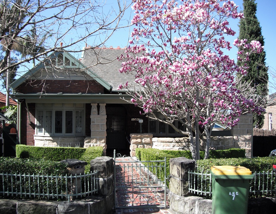7_Boomerang_Street_Haberfield_with_Magnolia.jpg