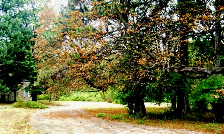 caulskii-park-v-moldove-cover.jpg