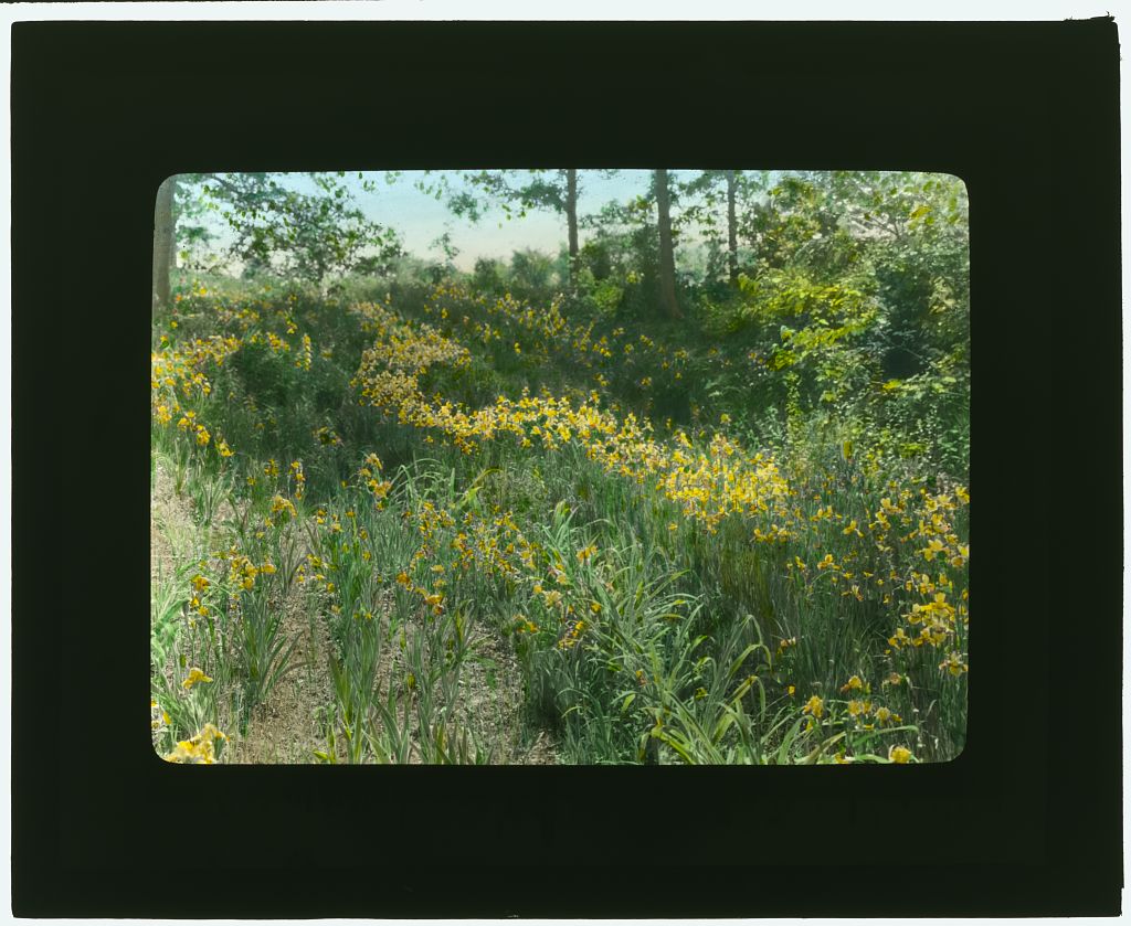 Dr._Charles_William_Richardson_house,_Chevy_Chase,_Washington,_D.C._.jpg
