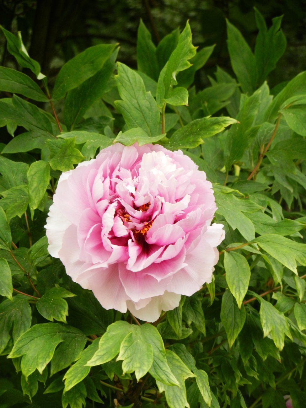 DSCN0800.JPG