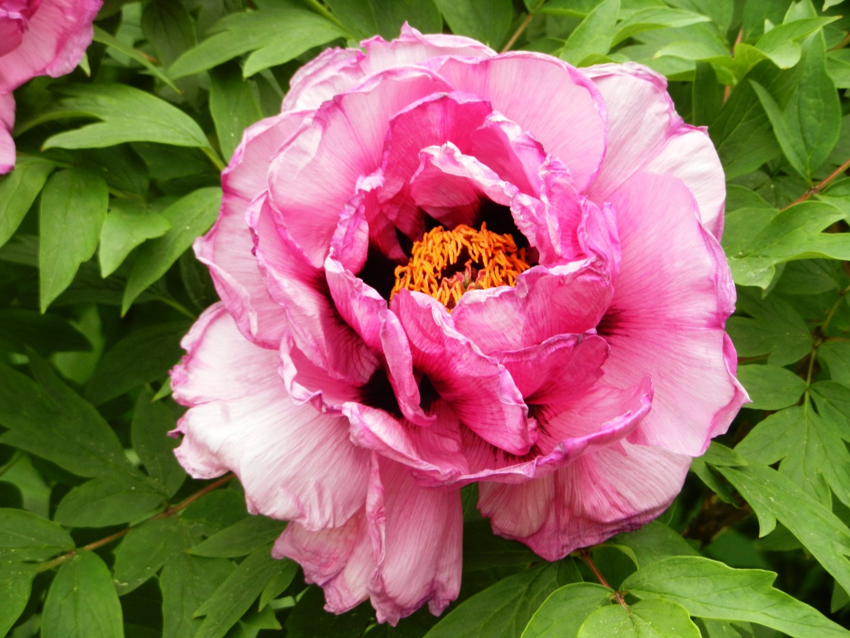 DSCN0802.JPG