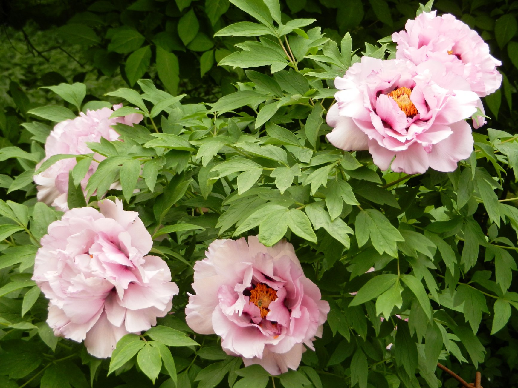 DSCN0809.JPG