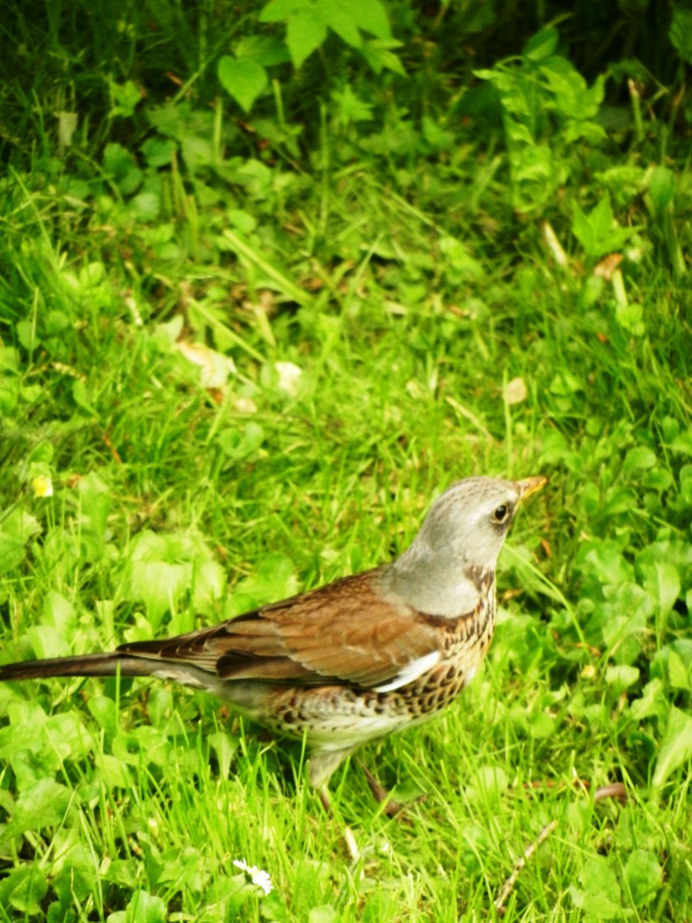 DSCN0810.JPG