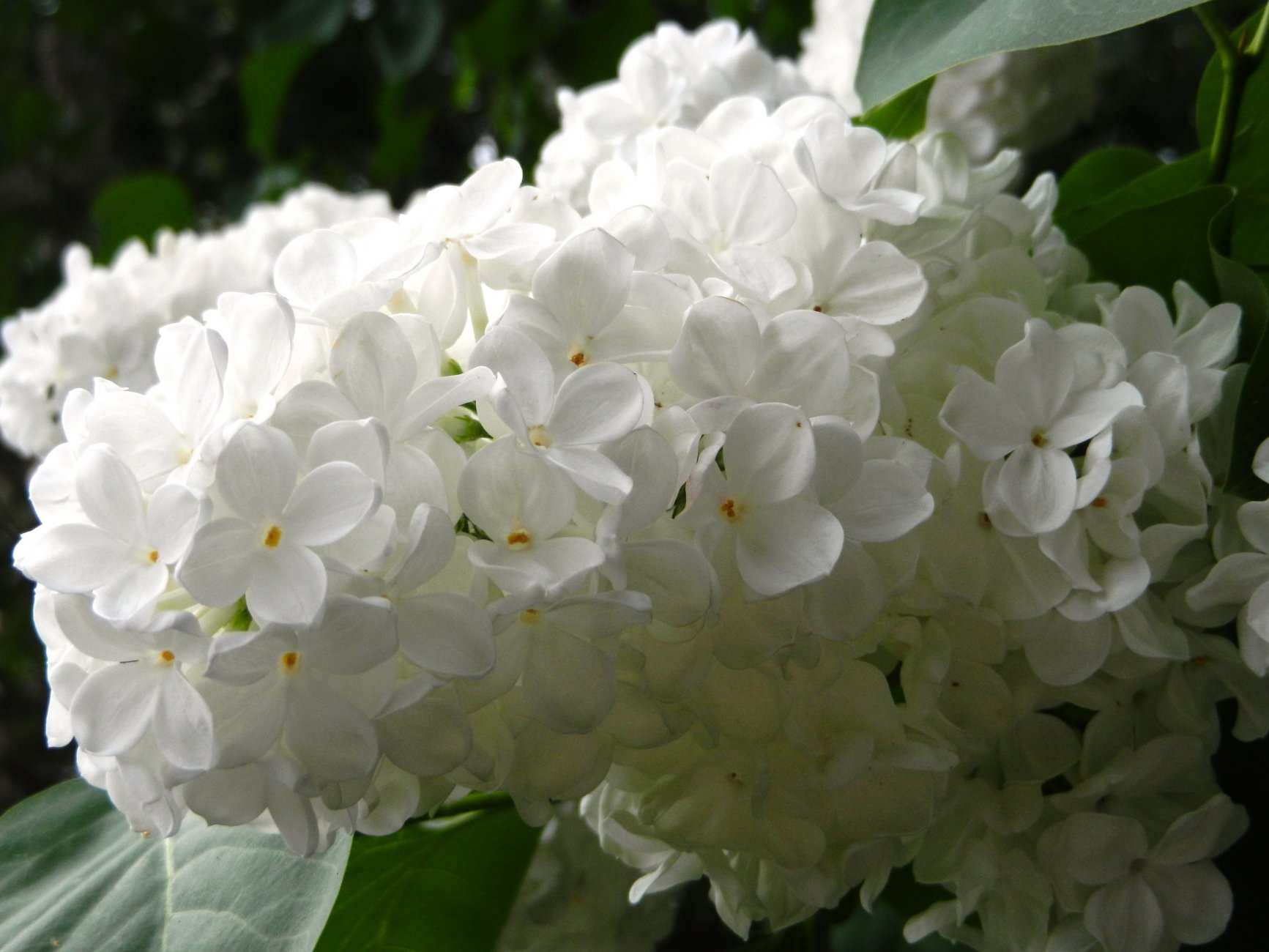 DSCN0817.JPG