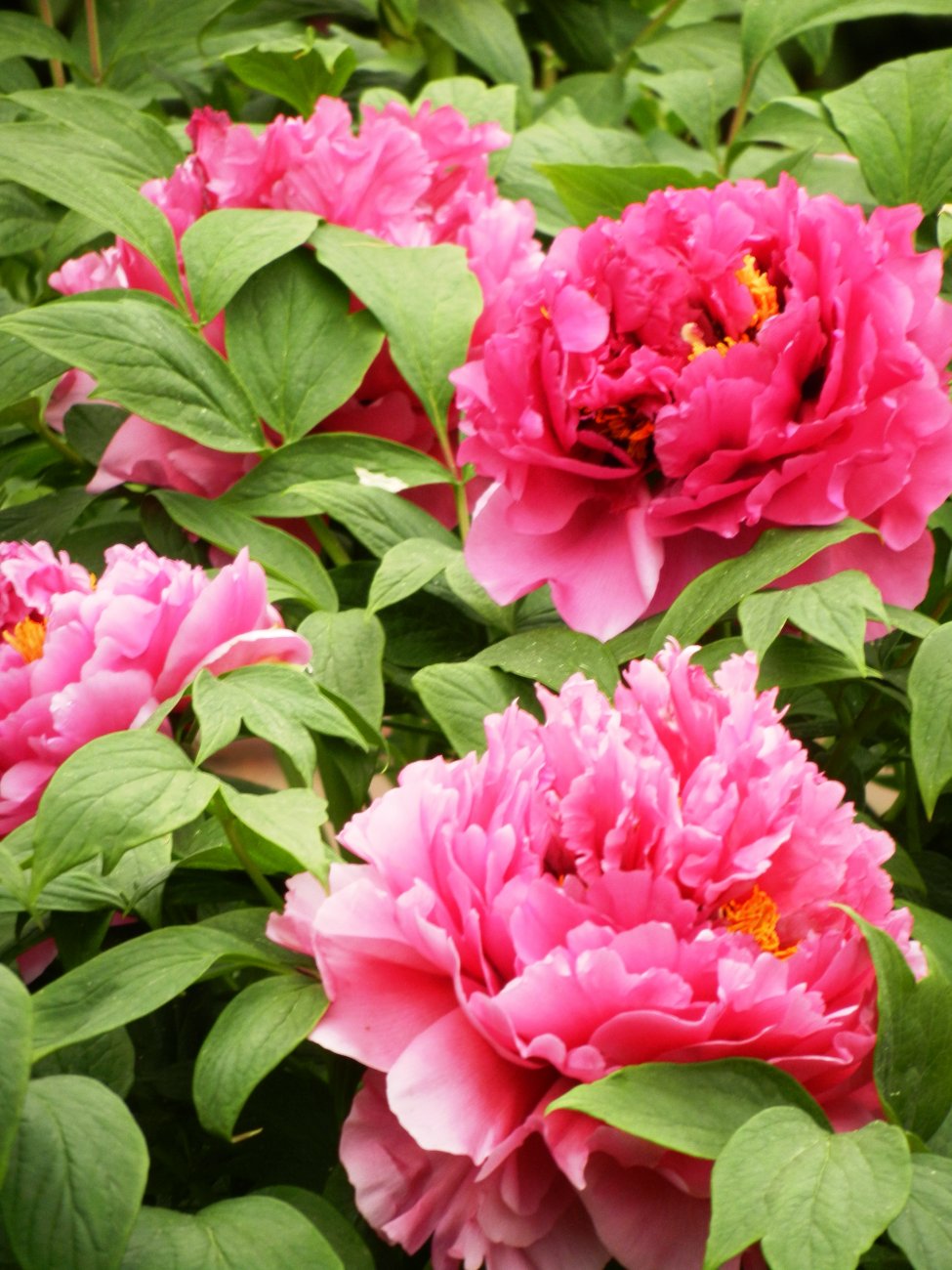 DSCN0860.JPG