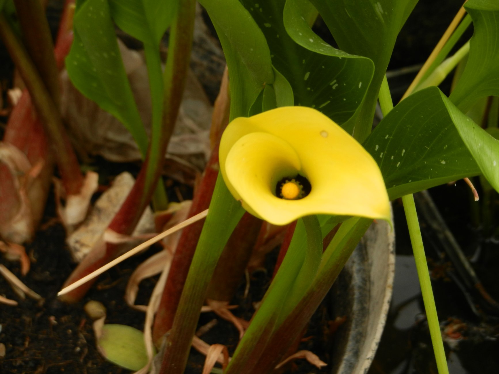DSCN0863.JPG