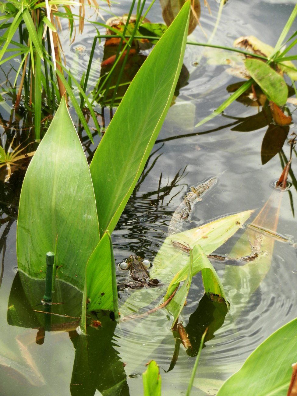 DSCN0864.JPG
