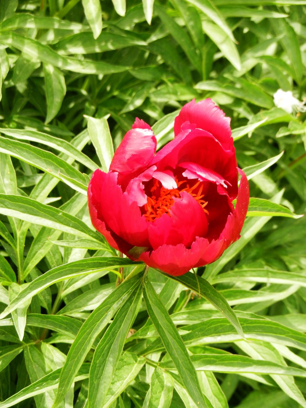 DSCN0866.JPG