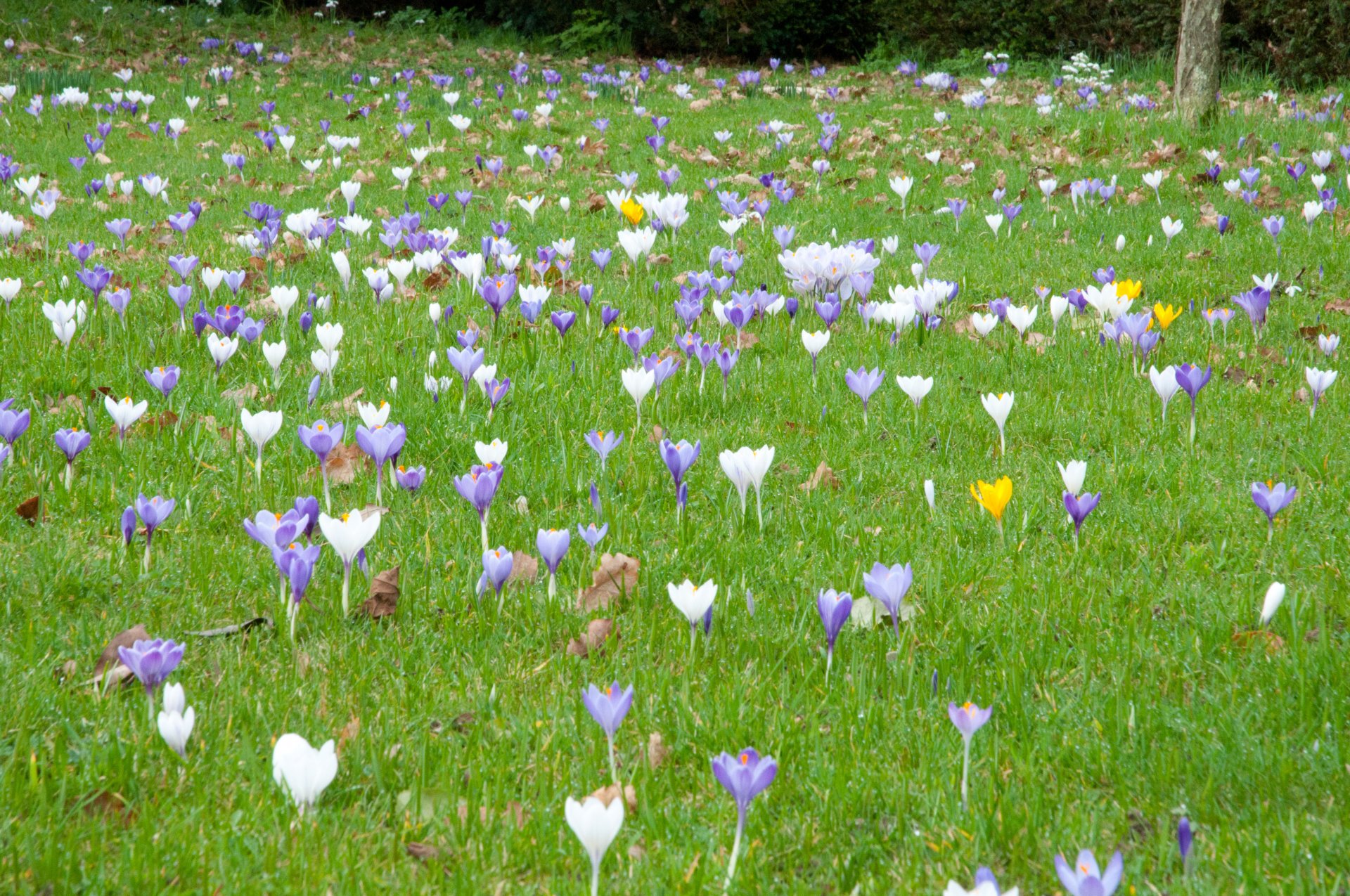 fields-od-crocuses-2-feb-2011.jpg
