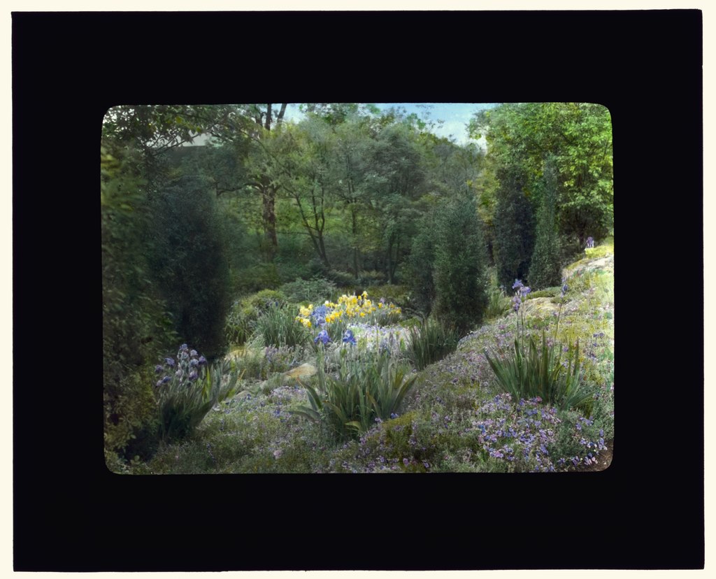 Graham_Nichols_house,_Greenwich,_Connecticut._Iris_and_daffodil_in_rock_garden_.jpg