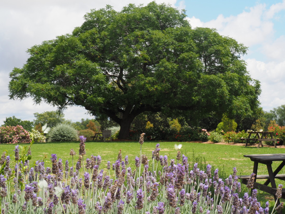 Iandra-Castle-gardens-2-1100x825.jpg