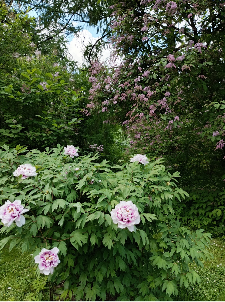 IMG_20260524_102636_902.jpg