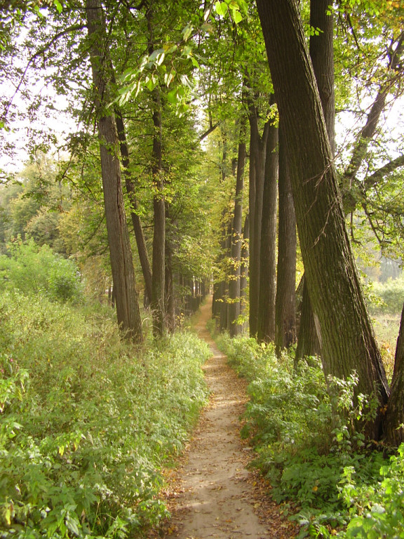 Linden_alley.jpg