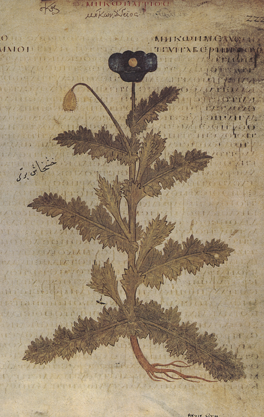 Mêkôn_agrios_222r_Dioscoride_Vienne.png