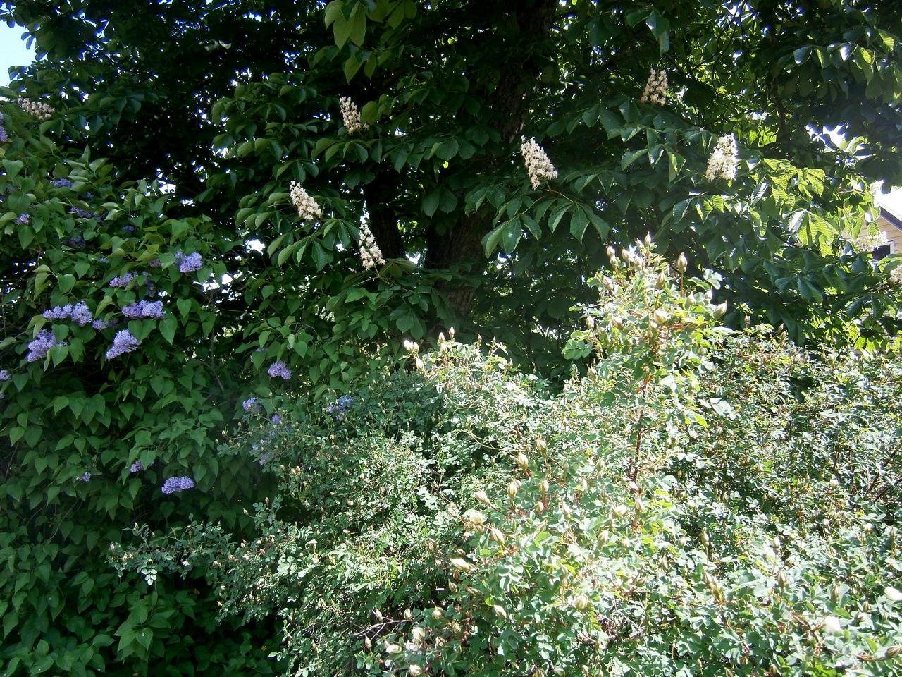 P2261412,.jpg
