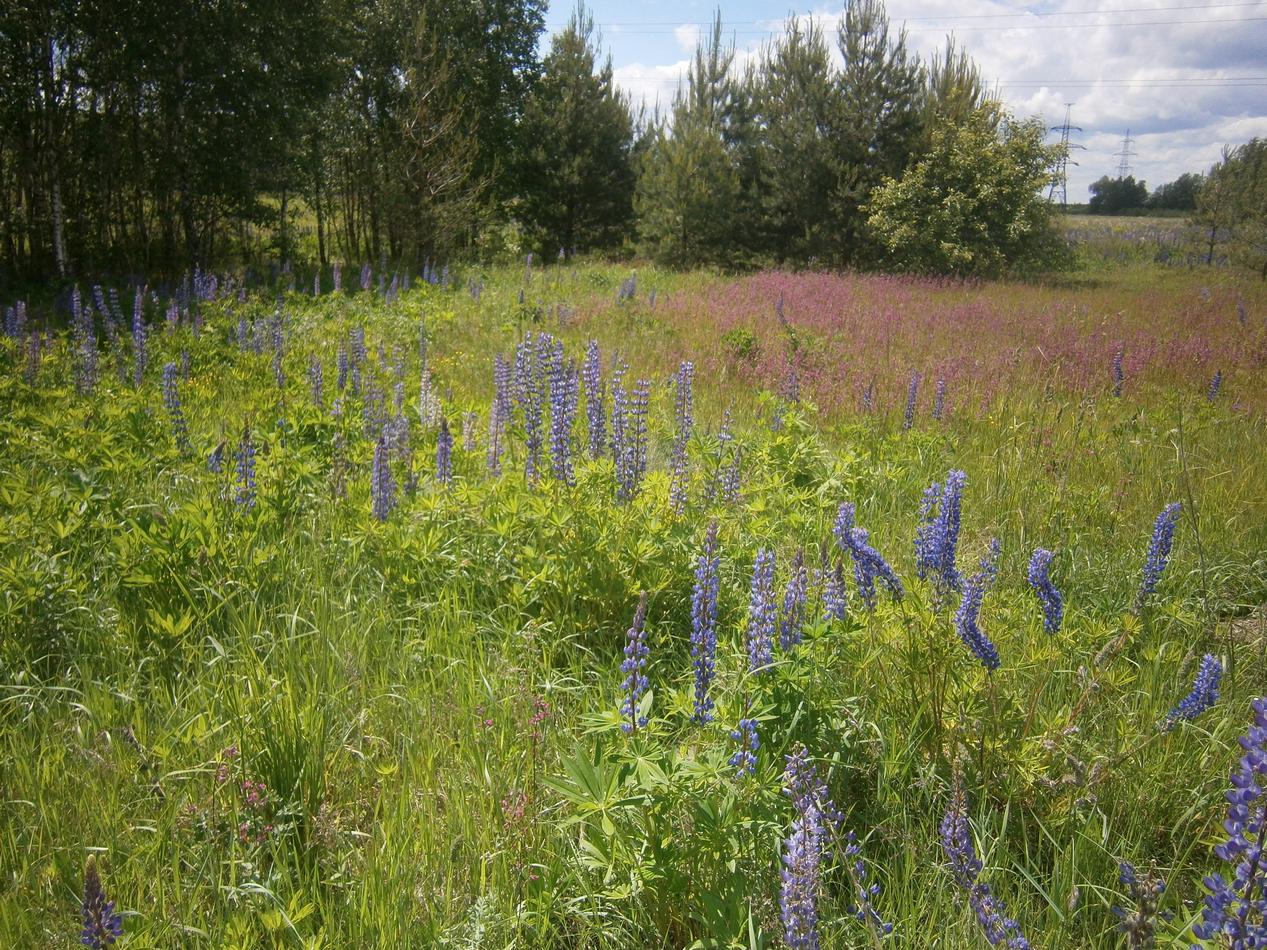P3131485j.jpg