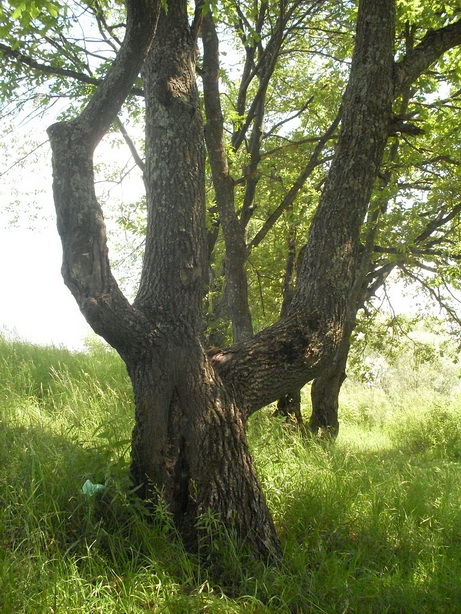 SDC10002.JPG