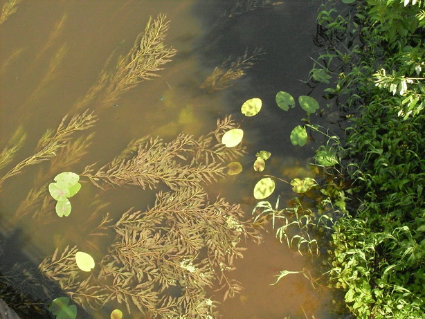 SDC10048.JPG
