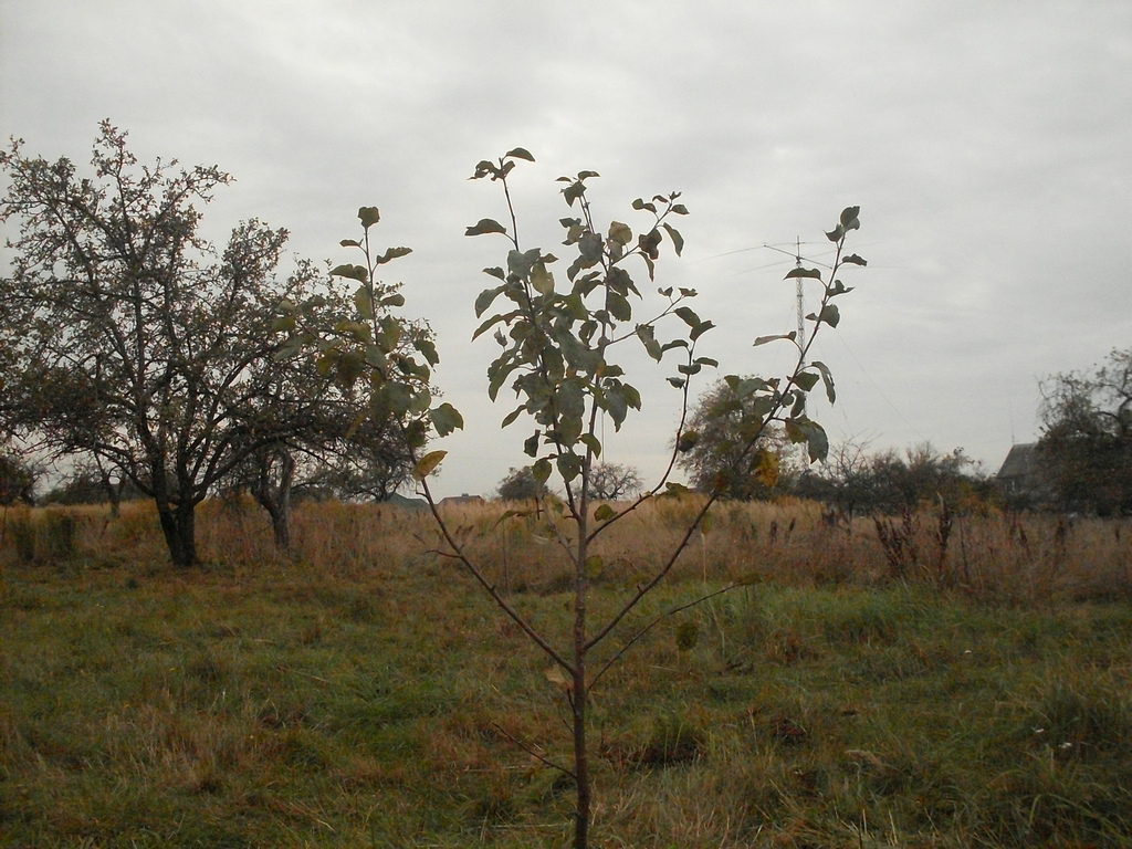 SDC16903.JPG