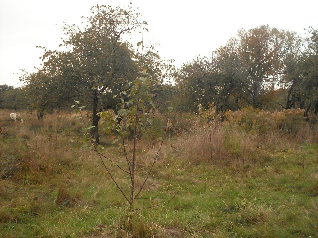 SDC16904.JPG