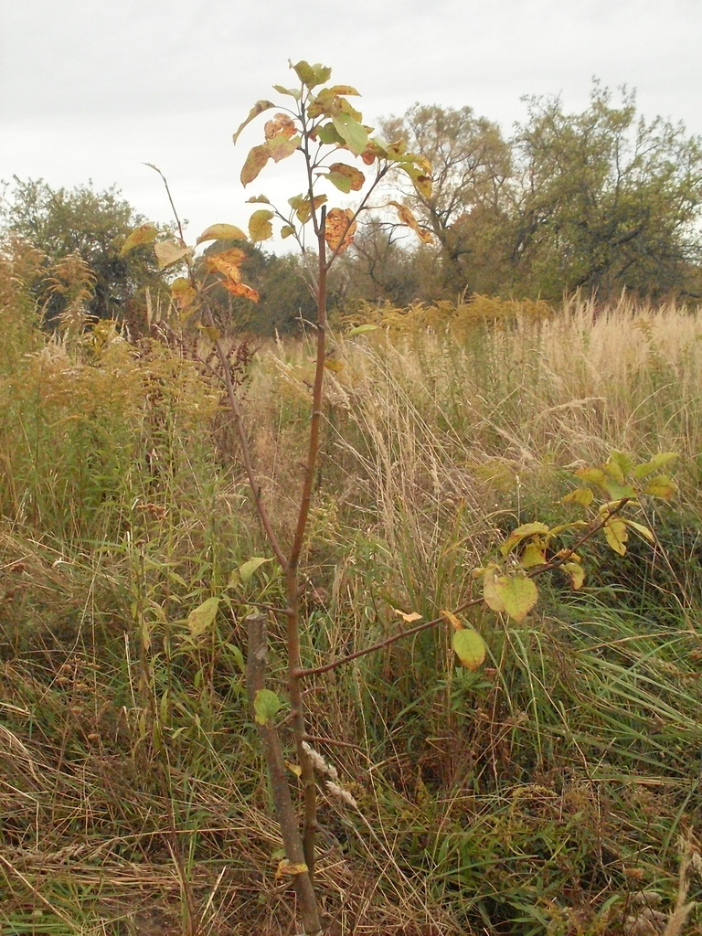 SDC16907.JPG
