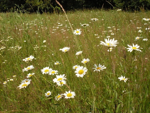 SDC18855_.jpg