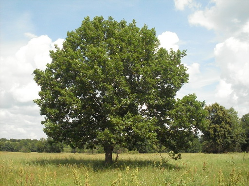 SDC18858_.jpg