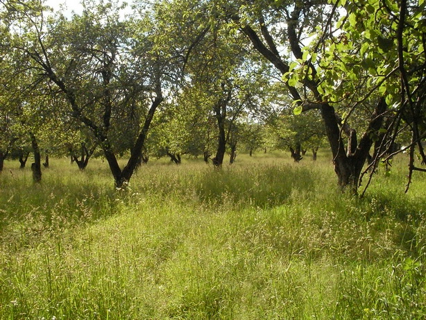 SDC19971.JPG