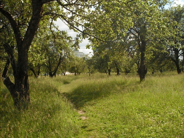 SDC19977.JPG