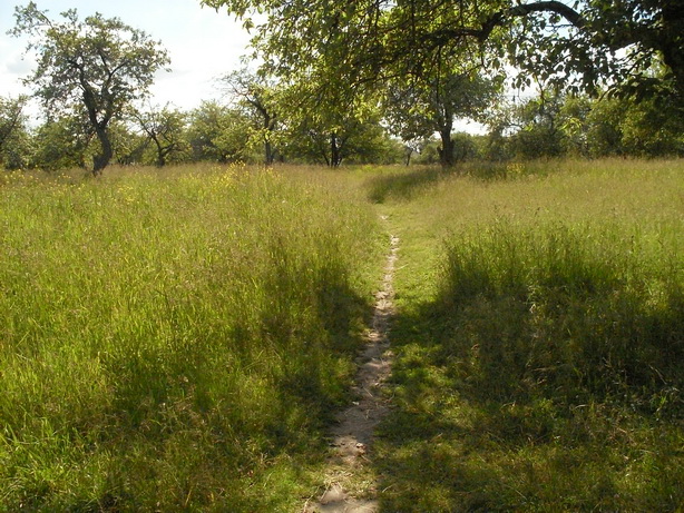 SDC19981.JPG