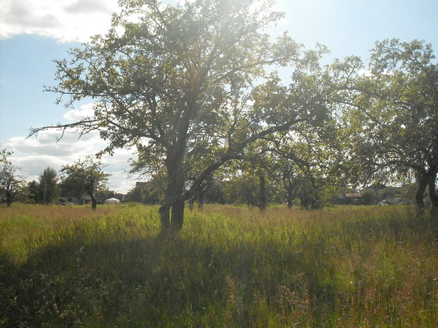 SDC19990.JPG