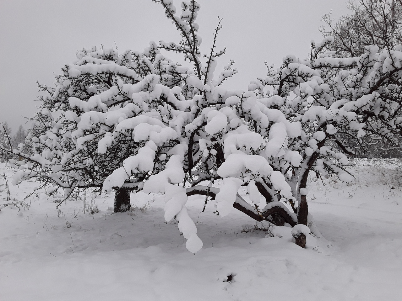 t5z_15bxmgg.jpg