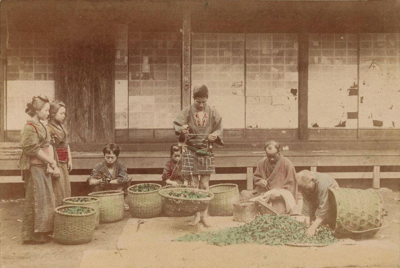 Weighing kuwa leaves for feeding silkworms.jpg