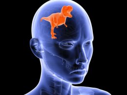 lizard mind.jpg