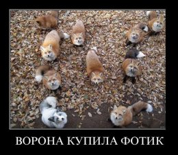 Ворона купила фотик.jpg