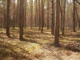 SDC18208.JPG