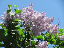 IMG_0004.jpg
