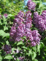 IMG_0019.jpg