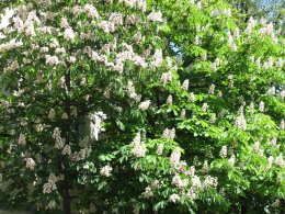 IMG_0006.jpg