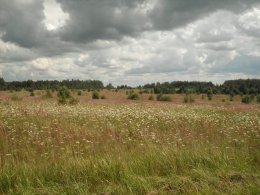 SDC19051.JPG