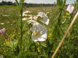 SDC19055.JPG