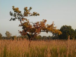 SDC19488.JPG