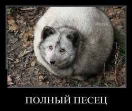 Полный песец.jpg