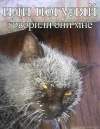 Иди погуляй.jpg