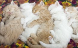5 котят спят вповалку.jpg